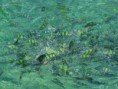 /album/phuket-20111/a224707-10150239240419468-752224467-8661754-7395480-n-jpg1/